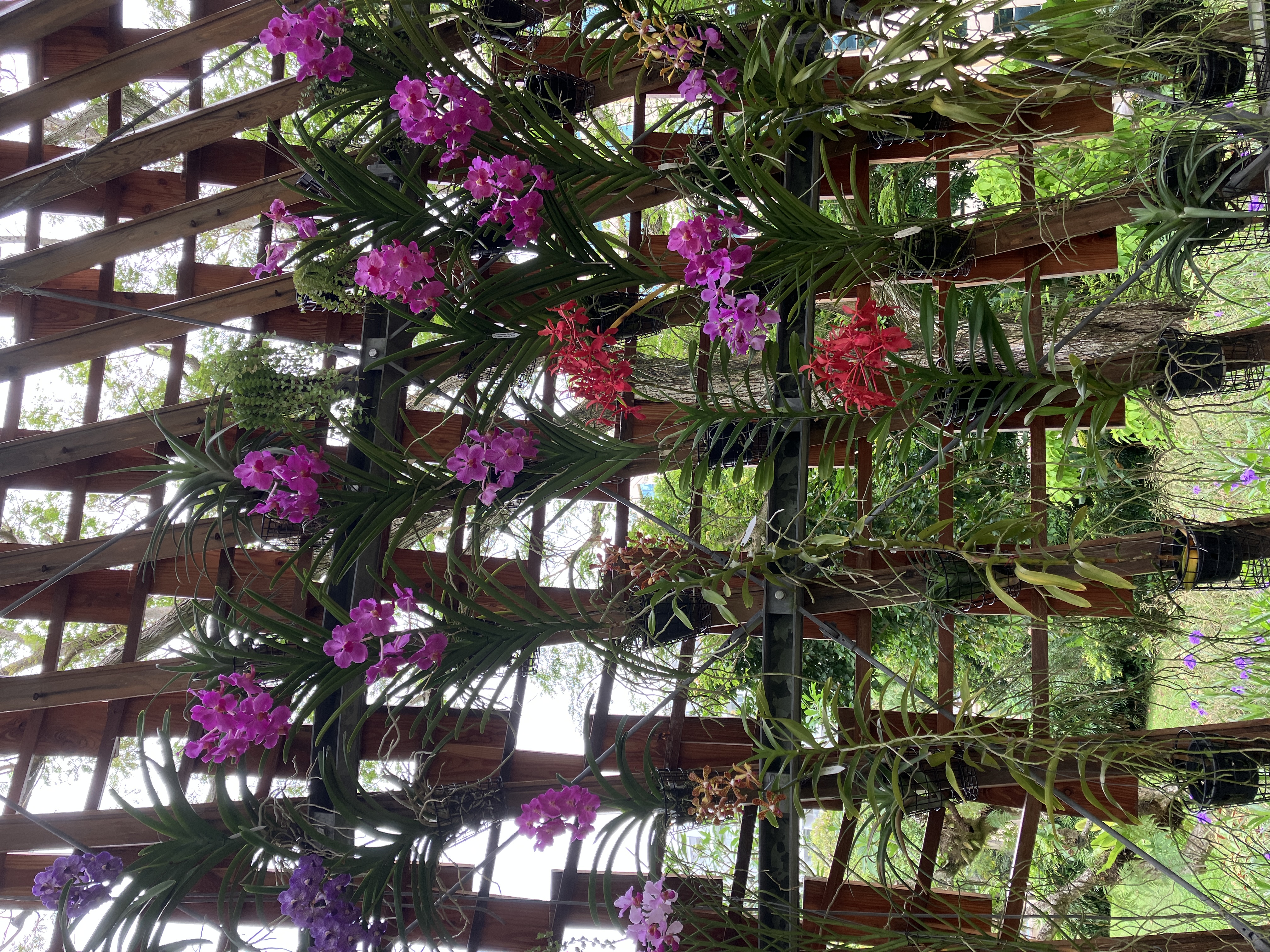 ホテル敷地内の植物園の,大きな竹籠のドームみたいなやつの中から.蘭を中心にとても多くの熱帯の花を楽しめました.