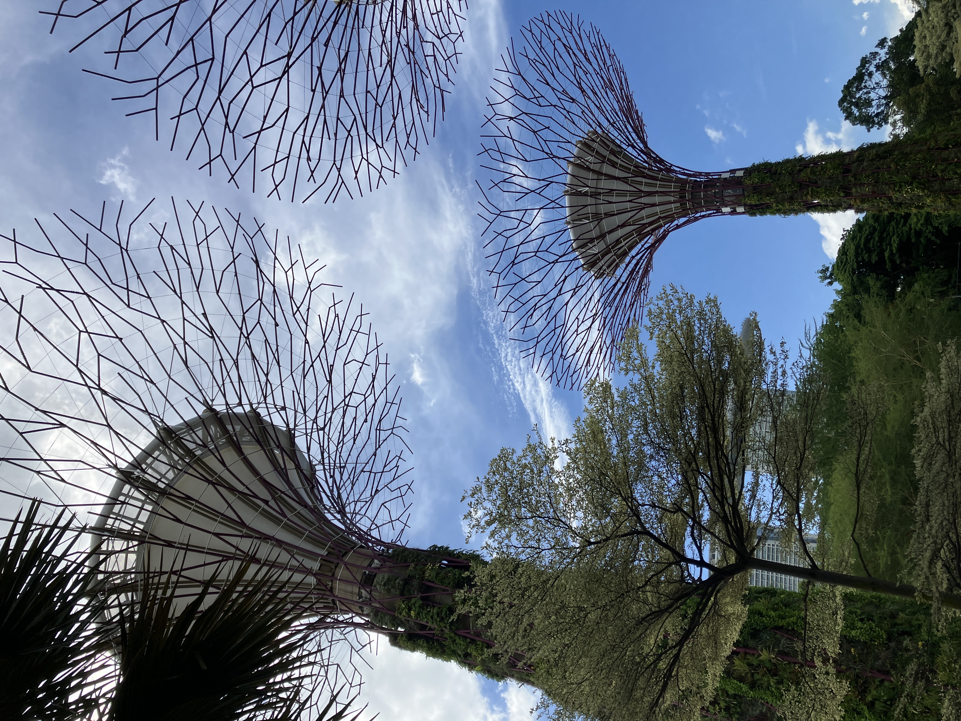 ガーデンズ・バイ・ザ・ベイの木.有名らしい.