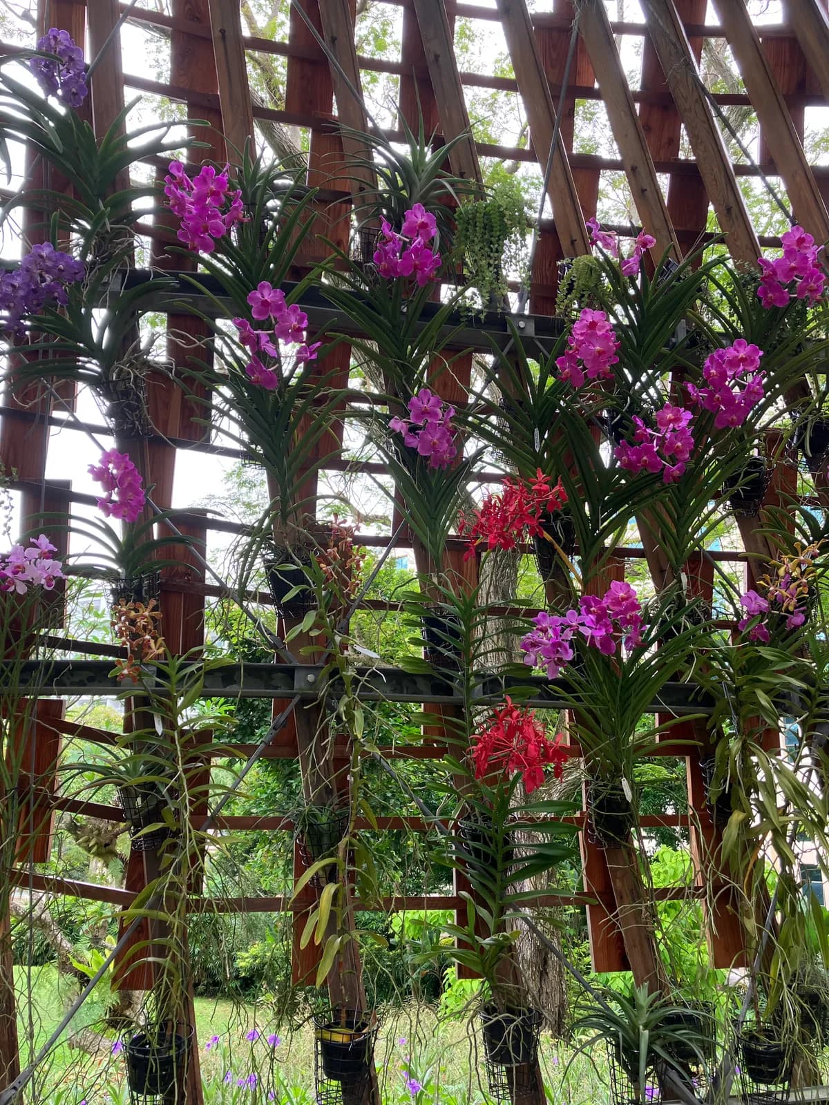 ホテル敷地内の植物園の，大きな竹籠のドームみたいなやつの中から．蘭を中心にとても多くの熱帯の花を楽しめました．