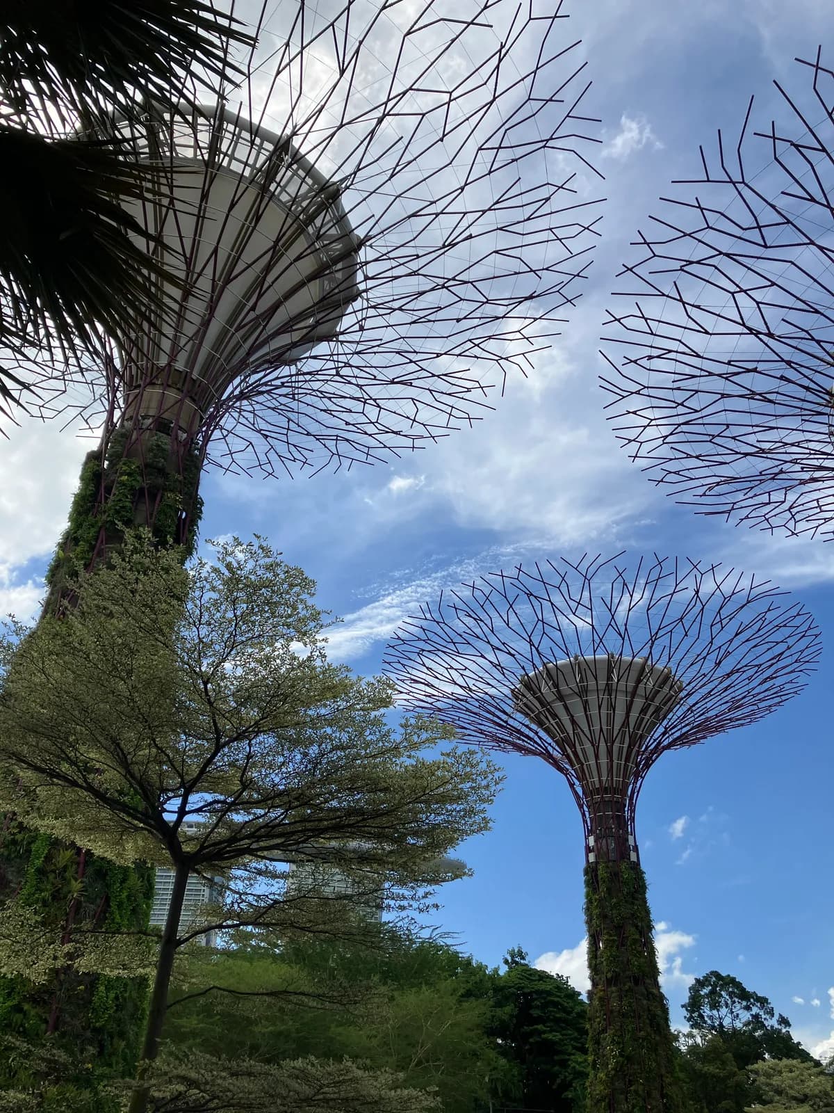 ガーデンズ・バイ・ザ・ベイの木．有名らしい．