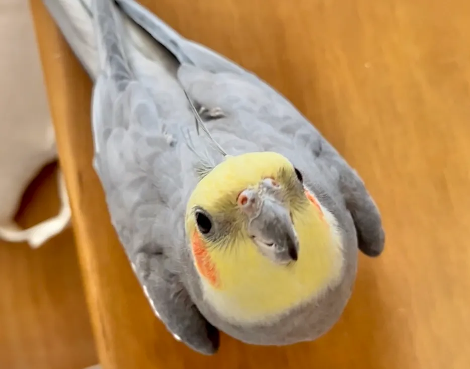 鳥の写真:黒い羽のオカメインコが木のテーブルの上に乗ってこちらを見上げている。